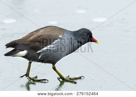 A Common Moorhen (gallinula Chloropus) Walking On A Frozen Lake, Waserpark In Vienna Austria