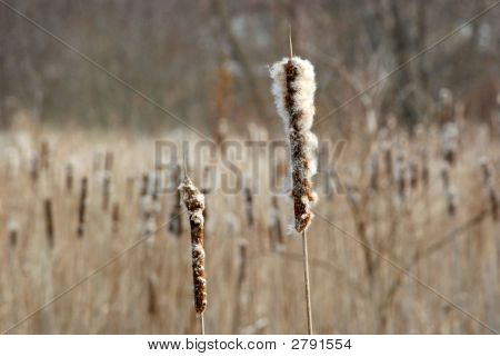 Fuzzy hale