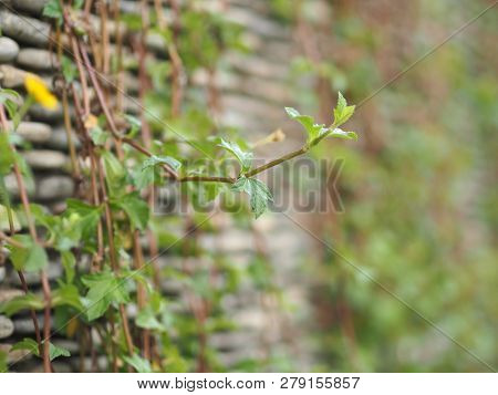 Ivy  Ivy Sticks On A Raft Rock Wallsticks On A Raft