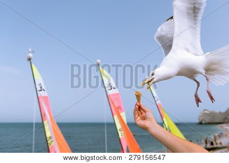 A European Herring Gull Stealing An Ice Cream Cone From A Hand In Flight, Beach In Etretat (normandy