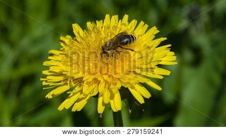 Honey Bee On A Dandelion Portrait Macro With Bokeh Background, Selective Focus, Shallow Dof