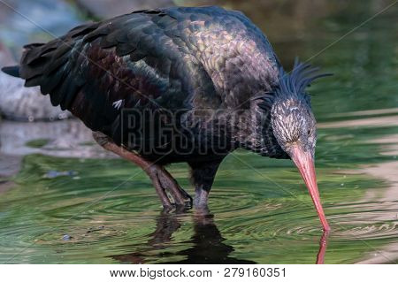 Drinking Northern Bald Ibis Standing On One Leg In The Water With Green Reflection. Drinking Juvenil