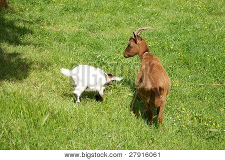 Familie geiten spelen In Asturië