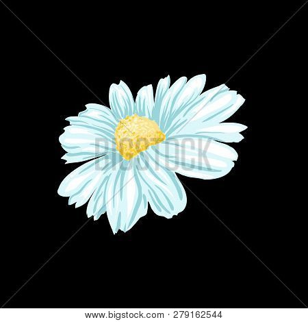 Daisy Or Chamomile Tea Herb Flower And Green Leaves. Herbal Therapy. Botany Plant, Matricaria Loose 