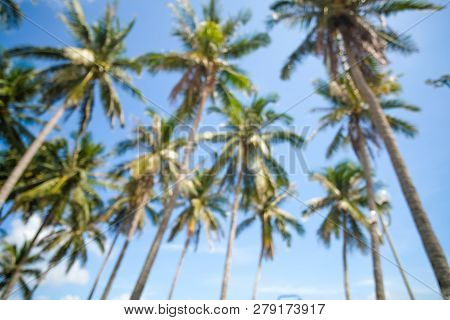 Defocused, Blurry View Up Or Bottom View Coconut Palm Trees Forest In Sunshine. Royalty High-quality
