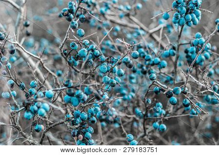 Blackthorn. Blue, Ripe Berries Of Wild Blackthorn On A Branch In Late Autumn. Blackthorn Berries, Pr