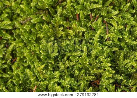Moss Plant In The Detail Macro Photo