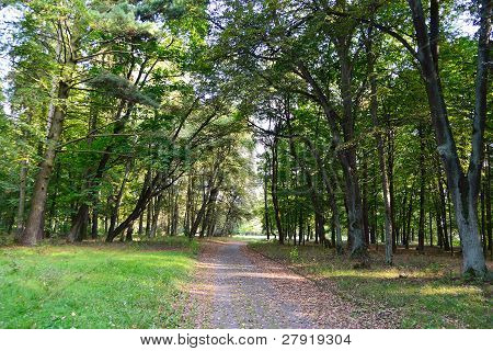 Paesaggio di estate: parco in Stolin