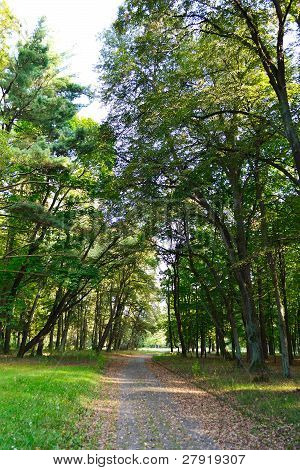 Paesaggio di estate: parco in Stolin