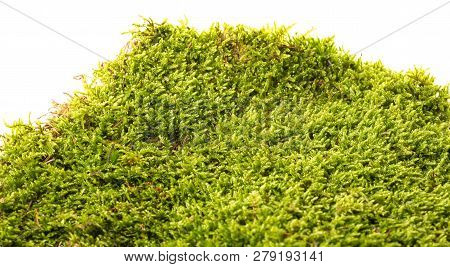 Moss Plant In The Detail Macro Photo