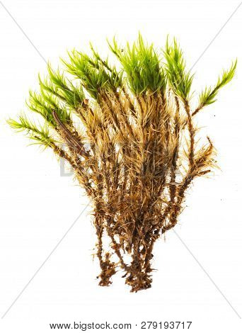 Woss Plant Isolated On White Close Up