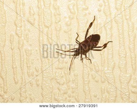 Rhinocoris Iracundus bogár