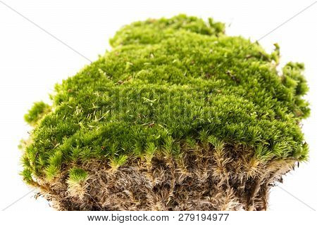 Moss Close Up In The Detail On White Background