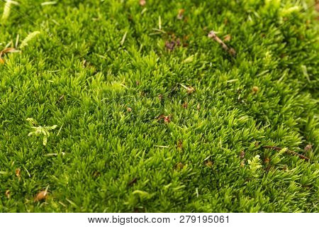 Green Moss In The Detail Close Up