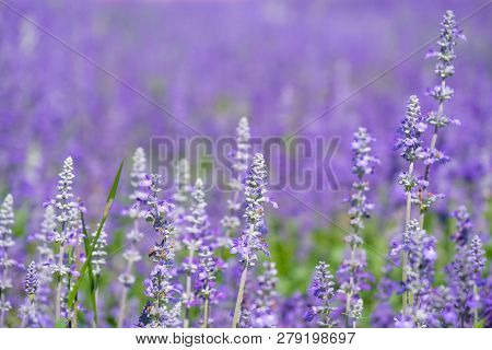 Beautiful Blooming Purple Salvia (blue Sage) Flower Field In Outdoor Garden.blue Salvia Is Herbal Pl