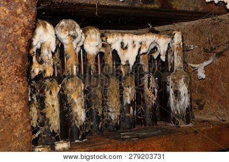 Close Up Row Of Traditional Tokaj Wine Glass Bottles Covered With Mold Aging In Winery Cellar