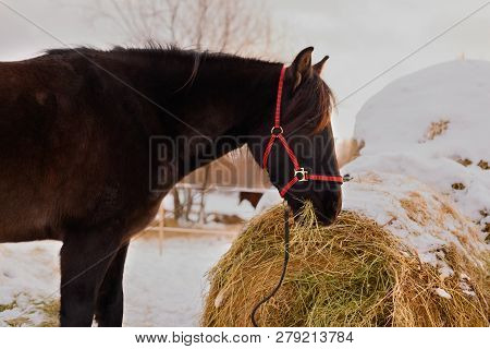 One Black Horse With The Red Halter Is Chewing A Hay On A Farm In Winter.