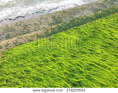 A Lot Of Seawater Moss Cover The Cement Barrier Which Was Built To Protect Seawaves At Paknampran, T