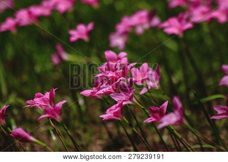 Zephyranthes Minuta In Nature With Pink Flowers