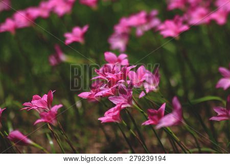 Zephyranthes Minuta In Nature With Pink Flowers