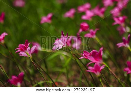 Zephyranthes Minuta In Nature With Pink Flowers