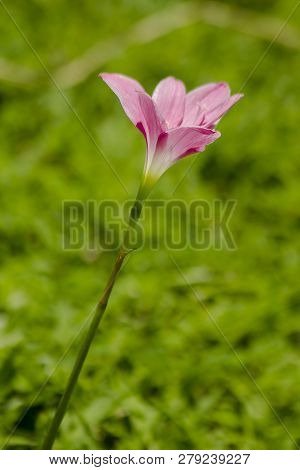 Zephyranthes Minuta In Nature With Pink Flowers