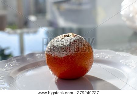 Rotten Citrus. Penicillium Mold On A Mandarin Fruit. Microscopic Fungi Producing Penicillin Antibiot