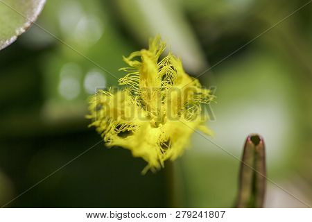 Nymphoides Indica Is A Small Water Float.