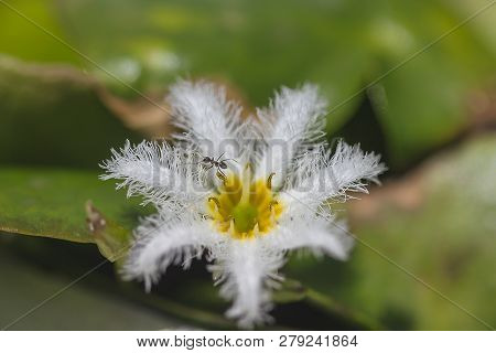 Nymphoides Indica Is A Small Water Float.