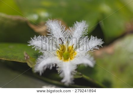 Nymphoides Indica Is A Small Water Float.
