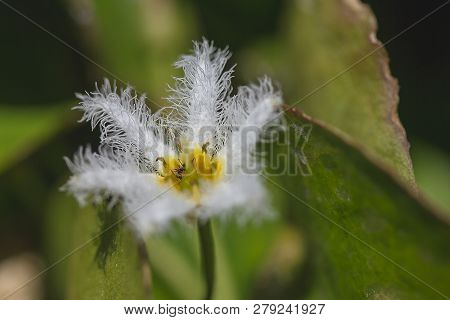 Nymphoides Indica Is A Small Water Float.