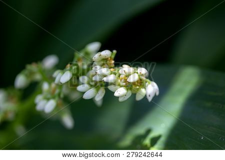 Caeruleum Aubl Is A Bouquet Of White Flowers, Flowering All Year Round.