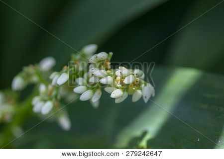 Caeruleum Aubl Is A Bouquet Of White Flowers, Flowering All Year Round.