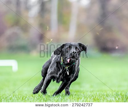 Young Black Labrador Seeing Something To Chase. Maybe A Ball Or Frisby  A Black Dog In A Park, Count