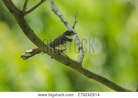 Copsychus Saularis On The Tree Is A Bird With A Bright Singing Voice.