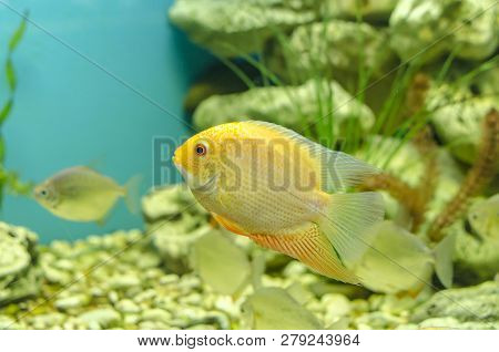 Tropical Aquarium Fish Gold Severum Cichlid On A Water Plants Background