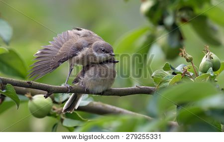 Lesser Whitethroats Brother And Sister In Wings Training