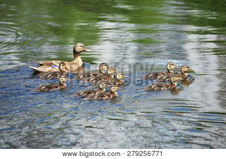 Duck Floating In The Lake