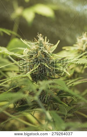 Young Marijuana Bush With Crystallized Flowering Buds. Dov