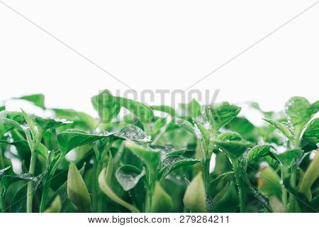 Green Leaves On A Young Pepper On A White Background.