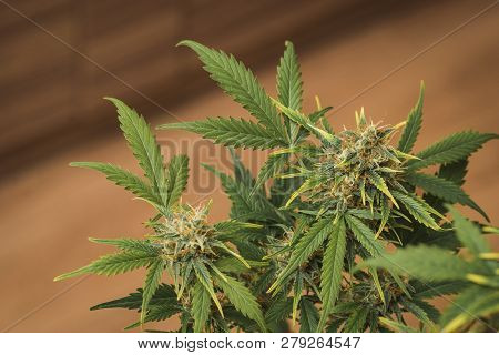 Young Marijuana Bush With Crystallized Flowering Buds. Dov