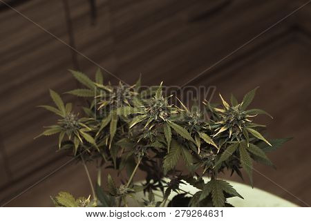 Young Marijuana Bush With Crystallized Flowering Buds. Dov