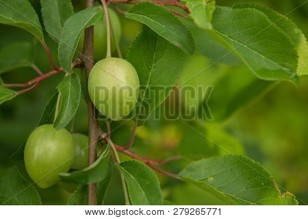 The Branch With The Fruit Of The Unripe Plum In The Spring.