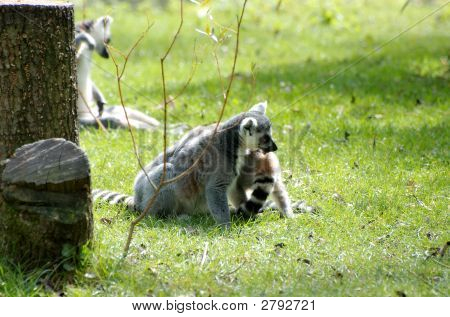 Raccons