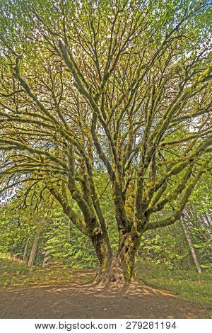 Distinctive Bigleaf Maple On A Sunny Day In The Rain Forest In Olympic National Park In Washington