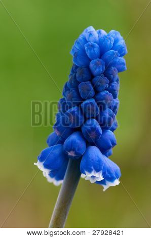 Colpo blu Muskari Macro