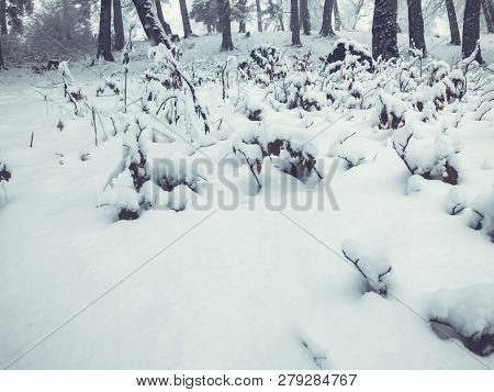 Snowfall. Snow Covered Trees And Autmn Leaves In The Ground In The Snowfall. Winter In Mountain Ski 