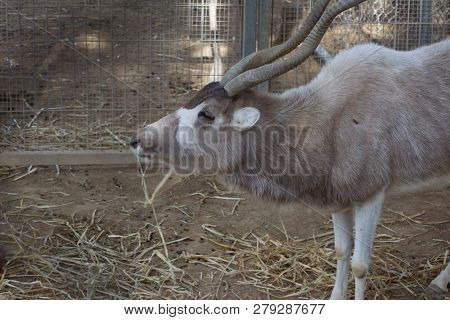 Portrait For The Addax, Also Known As The White Antelope And The Screwhorn Antelope, Is An Antelope 