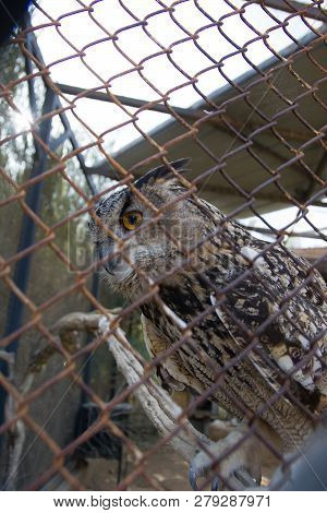 Barred Eagle-owl In The Zoo. Selective Focus.