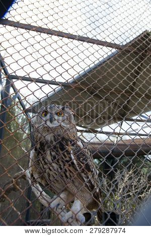 Barred Eagle-owl In The Zoo. Selective Focus.